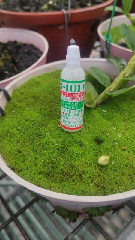 HB 101 6cc 50cc100cc dung dịch 6 Z3920790435821 31a7c3cd803f9d0b83baf39540768dd2