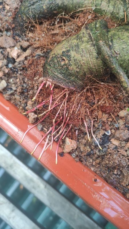 HB 101 6cc 50cc100cc dung dịch 8 Z3920790445746 0db31c86390f2659d409f68031034408