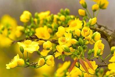 Sac Mai Phuong Nam 5 15480030